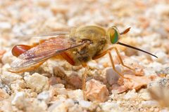 1500rhaphiomidas acton DSC0647 DxO by Pdeley. Used under a CC BY-SA 4.0 license.