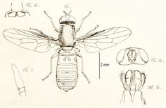 ScenopinusFenestralisInsectaBritannicaDiptera by Francis Walker/JO Westwood. Used under a Public domain license.