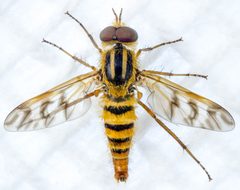 Thereva fucata 229148417 by Don Loarie. Used under a CC BY 4.0 license.