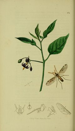 Britishentomologyvolume8Plate102 by John Curtis. Used under a Public domain license.
