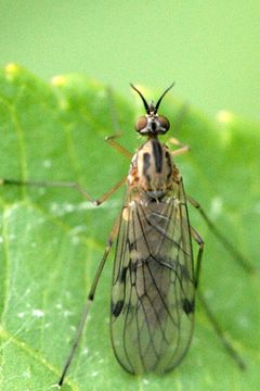 Sylvicola.fenestralis.-.lindsey by James K. Lindsey. Used under a CC BY-SA 3.0 license.