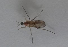 Sylvicola cf fenestralis by itu by Itu. Used under a CC BY-SA 3.0 license.