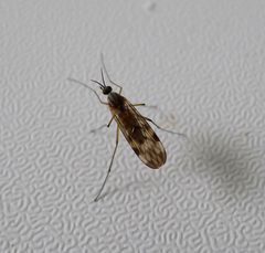 Sylvicola fenestralis. Anisopodidae - Flickr - gailhampshire by gailhampshire from Cradley, Malvern, U.K. Used under a CC BY 2.0 license.