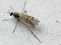 Sylvicola fenestralis01 by wikipedia. Used under a Attribution license.