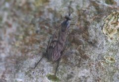 Sylvicola punctatus 190256551 by Michel Langeveld. Used under a CC BY-SA 4.0 license.