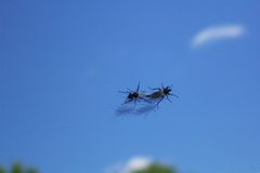 Mating insects by pcu123456789. Used under a CC BY 2.5 license.