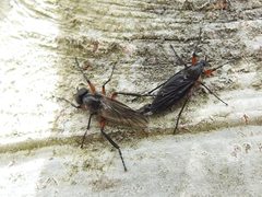 Bibio femoratus 273245299 by Erik Schiff. Used under a CC0 license.