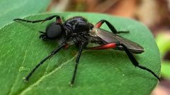 Bibio femoratus 275188567 by Betsy Lambert. Used under a CC BY 4.0 license.