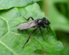 Bibio lanigerus. Male - Flickr - gailhampshire by gailhampshire from Cradley, Malvern, U.K. Used under a CC BY 2.0 license.