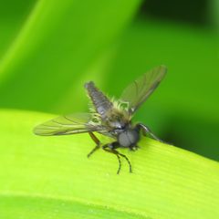 Bibio lanigerus 67227858 by Andy Slater. Used under a CC BY 4.0 license.