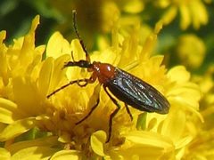 Dilophus spinipes by iNaturalist user: aberkov. Used under a CC BY 4.0 license.