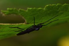 Penthetria heteroptera - Algonquin Provincial Park 2019-09-21 by Ryan Hodnett. Used under a CC BY-SA 4.0 license.