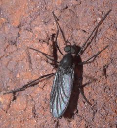 Penthetria heteroptera P1320153a by
xpda. Used under a CC BY-SA 4.0 license.