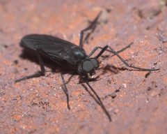 Penthetria heteroptera P1320155b by 
xpda. Used under a CC BY-SA 4.0 license.
