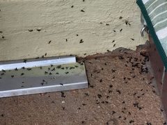 Dead Lovebugs by RFrohlich. Used under a CC BY-SA 4.0 license.