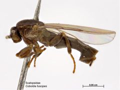 Coboldia fuscipes by Caroline Harding, MAF. Used under a CC BY 3.0 au license.