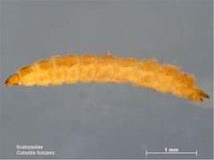 Coboldia fuscipes larva by Caroline Harding, MAF. Used under a CC BY 3.0 au license.