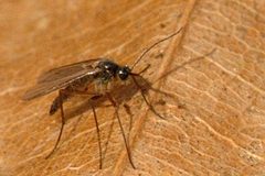 Aphidoletes.aphidomyza.possibly by James K. Lindsey. Used under a CC BY-SA 3.0 license.