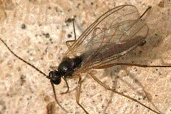 Aphidoletes.aphidomyza.possibly.2 by James K. Lindsey. Used under a CC BY-SA 3.0 license.