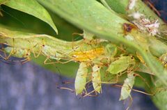 Predatory midge by Whitney Cranshaw, Colorado State University.. Used under a CC BY 3.0 us license.