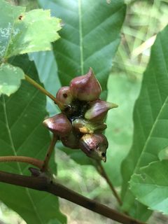 Grape filbert gall imported from iNaturalist photo 9721240 on 27 December 2022 by (c) Michael Ellis, some rights reserved (CC BY). Used under a CC BY 4.0 license.