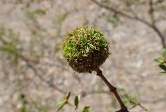Larrea tridentata kz18 by Krzysztof Ziarnek, Kenraiz. Used under a CC BY-SA 4.0 license.