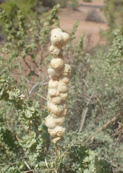 Atriplex canescens kz19 by Kenraiz. Used under a CC BY-SA 4.0 license.