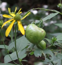 Asphondylia rudbeckiaeconspicua imported from iNaturalist photo 471663 on 24 September 2022 by (c) Fluff Berger, some rights reserved (CC BY-SA). Used under a CC BY-SA 4.0 license.