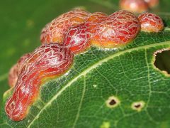 Polystepha pilulae-upperside galls by peterwchen. Used under a CC BY 4.0 license.