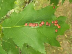 Polystepha pilulae galls mosbo6 by Natthager. Used under a CC BY-SA 4.0 license.
