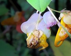 Schizomyia impatientis galls by CriticalDrinking. Used under a CC BY-SA 4.0 license.