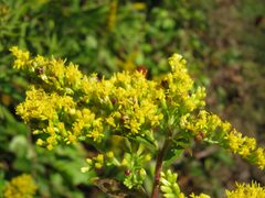 Schizomyia racemicola gall goldenrod by Beatriz Moisset. Used under a CC BY-SA 4.0 license.