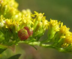 Schizomyia racemicola galls closeup by Beatriz Moisset. Used under a CC BY-SA 4.0 license.