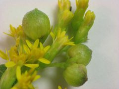 Schizomyia racemicola galls detail by Beatriz Moisset. Used under a CC BY-SA 4.0 license.