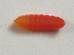 Schizomyia racemicola larva by Beatriz Moisset. Used under a CC BY-SA 4.0 license.