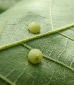 Caryomyia conoidea by Adam Kranz. Used under a CC0 license.