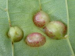 Contarinia verrucicola galls by Bruce Cook. Used under a CC0 license.