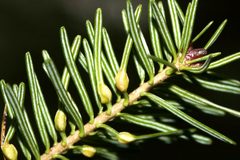 Paradiplosis tumifex galls01 by AP Drapeau Picard. Used under a CC0 license.