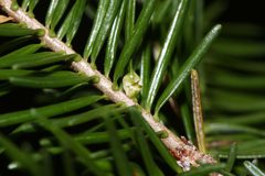 Paradiplosis tumifex galls02 by AP Drapeau Picard. Used under a CC0 license.