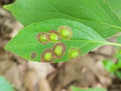 Parallelodiplosis subtruncata galls by Matt Schultz. Used under a CC0 license.