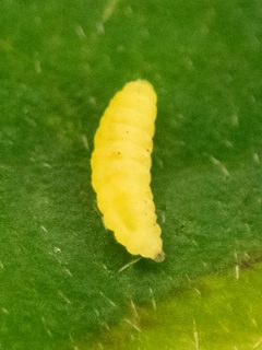 Parallelodiplosis subtruncata larva by Randy A Nonenmacher. Used under a CC BY 4.0 license.