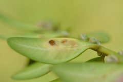 Monarthropalpus buxi 3070 by Gilles San Martin. Used under a CC BY-SA 4.0 license.