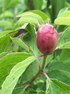 Resseliella clavula gall by Northcut. Used under a CC BY 4.0 license.