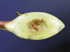 Resseliella clavula larva by Bill Sheehan. Used under a CC BY-SA 4.0 license.