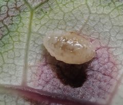 Acericecis ocellaris larva by Adam Kranz. Used under a CC0 license.