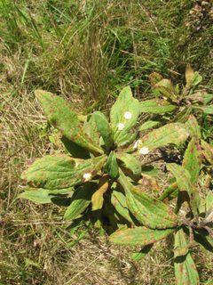 Asteromyia carbonifera goldenrod gall by Beatriz Moisset. Used under a CC BY-SA 4.0 license.