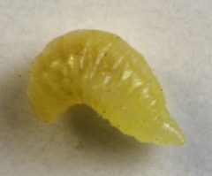 Asteromyia carbonifera larva by Beatriz Moisset. Used under a CC BY-SA 4.0 license.