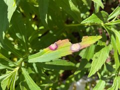 Solidago- Leaf gall midge by m.borden. Used under a CC BY-SA 2.0 license.