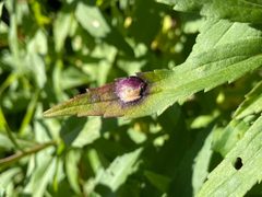 Solidago- Leaf gall midge - 51675346194 by m.borden. Used under a CC BY-SA 2.0 license.