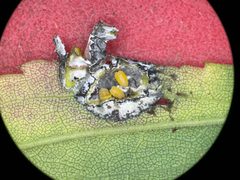 Solidago- Leaf gall midge - 51675346234 by m.borden. Used under a CC BY-SA 2.0 license.